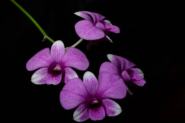 Close Flores Orquídea Rosa — Fotografia de Stock