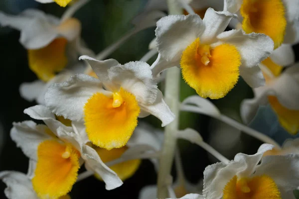 Nahaufnahme Von Weißen Orchideenblüten — Stockfoto