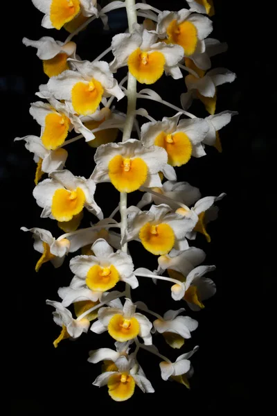 Close Flores Brancas Orquídea — Fotografia de Stock