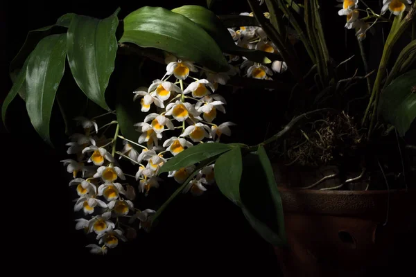 White Orchid Macro Black Background — Stock Photo, Image