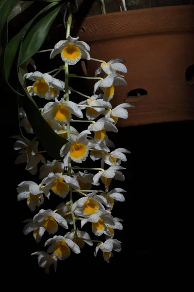 Witte Orchidee Met Een Zwarte Achtergrond — Stockfoto