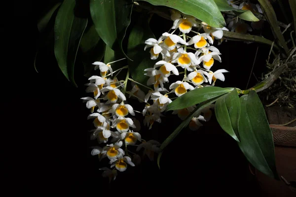 Orquídea Branca Com Fundo Preto — Fotografia de Stock