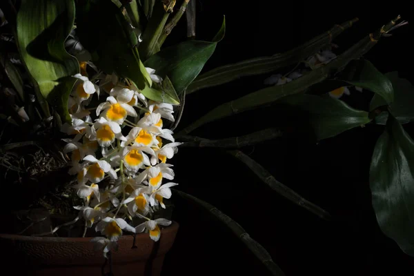 Weiße Orchidee Mit Schwarzem Hintergrund — Stockfoto