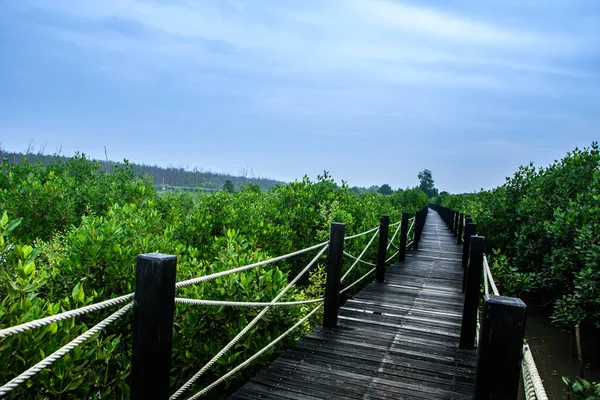 Γέφυρα Πεζόδρομου Του Δάσους Mangrove — Φωτογραφία Αρχείου