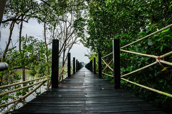 Brücke Über Den Mangrovenwald — Stockfoto