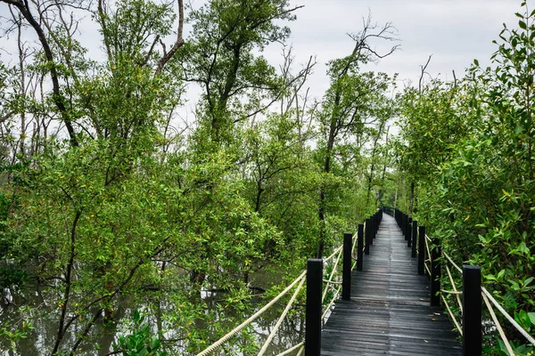 Landschaftlich Reizvolle Fußgängerbrücke Mangrove — Stockfoto