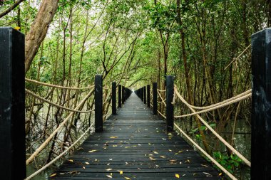 Mangrove orman yolu köprüsü
