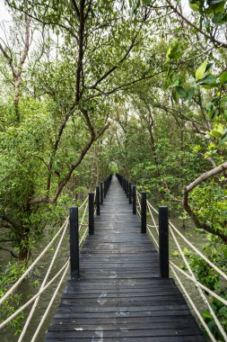Mangrove orman yolu köprüsü