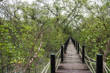 Mangrove orman yolu köprüsü