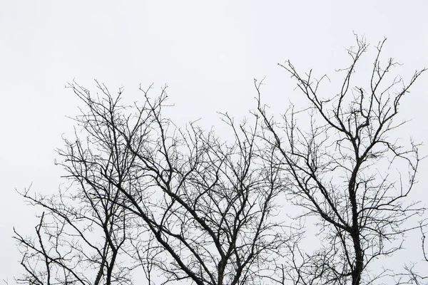 Arbre Mort Avec Ciel Blanc — Photo