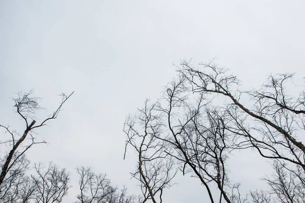 Dode Boom Met Witte Lucht — Stockfoto