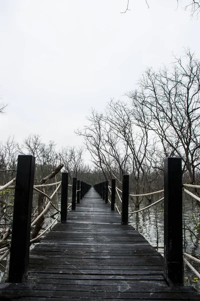Mangrove Forest Walkway Bridge — Stock Photo, Image