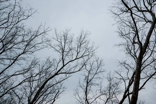 Fundo Galhos Árvores Secas Morrendo Com Céu — Fotografia de Stock