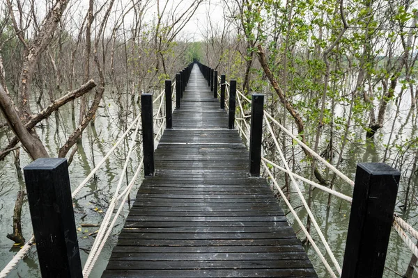 Γέφυρα Πεζόδρομου Του Δάσους Mangrove — Φωτογραφία Αρχείου
