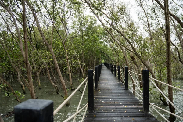 Γέφυρα Πεζόδρομου Του Δάσους Mangrove — Φωτογραφία Αρχείου