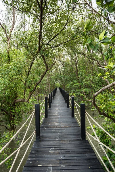 Brücke Über Den Mangrovenwald — Stockfoto