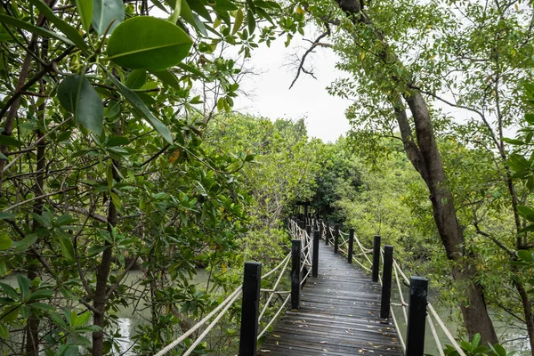Γέφυρα Πεζόδρομου Του Δάσους Mangrove — Φωτογραφία Αρχείου