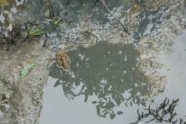 Mudskipper Está Agua — Foto de Stock