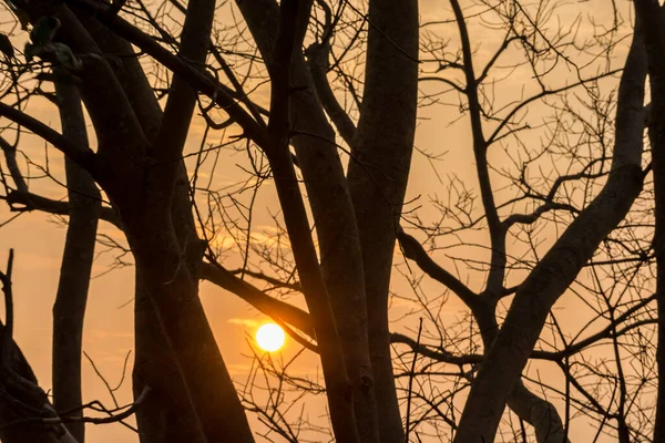 Fundo Sol Céu Árvores Morrer — Fotografia de Stock