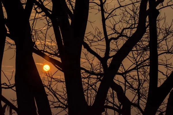 Zon Schijnt Het Hout — Stockfoto