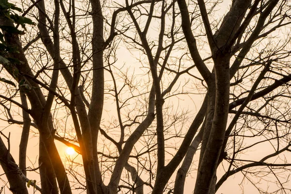 Fundo Sol Céu Árvores Morrer — Fotografia de Stock