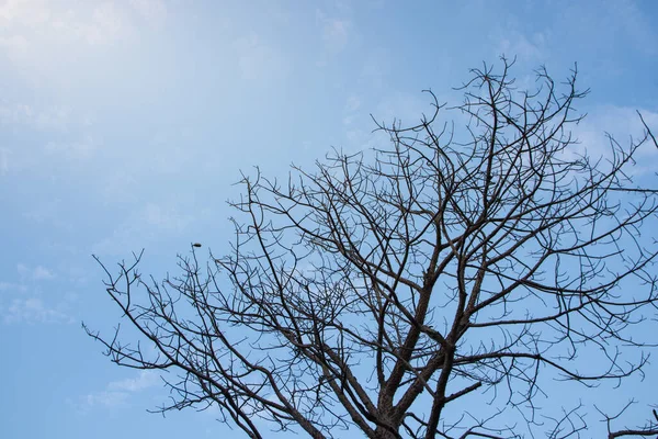 Achtergrond Zon Hemel Bomen Sterven — Stockfoto