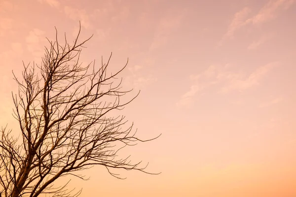 Sonnenlicht Orangen Himmel Mit Abgestorbenen Bäumen — Stockfoto