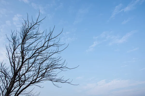 Himmel Och Döda Träd — Stockfoto