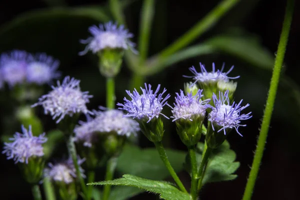 Purple Grass Flower Macro — Stock Photo, Image