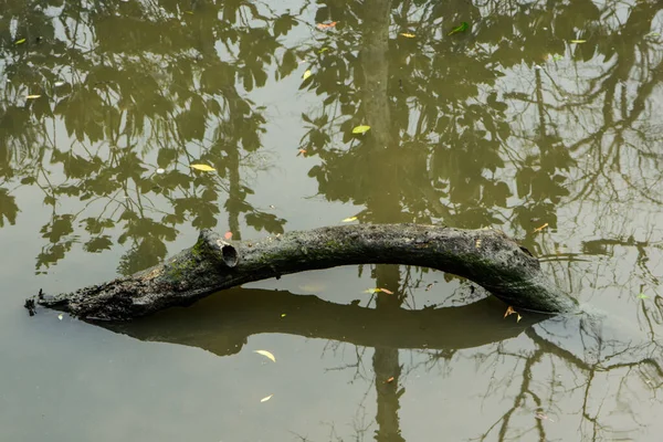 Árbol Seco Agua — Foto de Stock