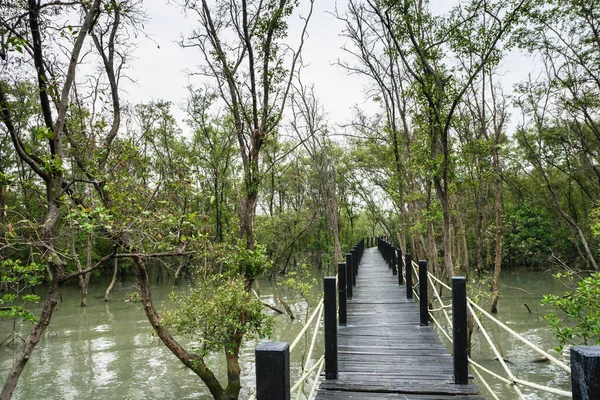 Brücke Über Den Mangrovenwald — Stockfoto