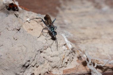 Yuvada Makro Kloryon