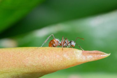 Bitkilerdeki Macro Karıncalar
