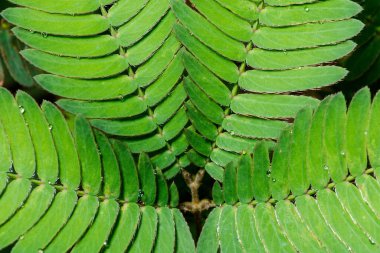 Makro yeşil yaprak arkaplanı