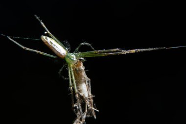 Yaprağın üzerinde Macro örümceği