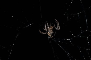 Macro örümceği doğada