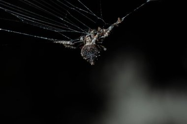 Örümcek ağında Makro örümcek