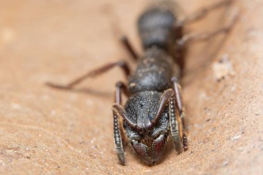 Kahverengi yapraklı siyah Macro karınca