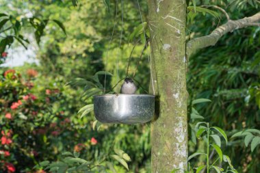 Yakından bir kuş al.