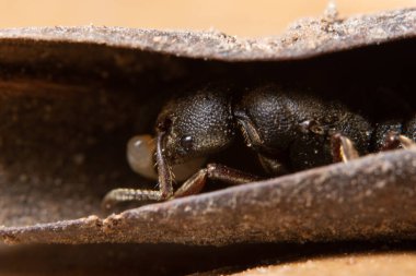 Kahverengi yapraklı siyah Macro karınca