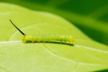 Yaprağın üzerinde Macro kurdu