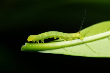 Yaprağın üzerinde Macro kurdu