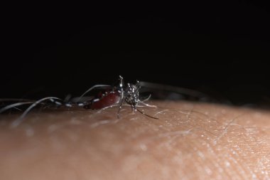 Yaprak Üzerine Sivrisinek Macro