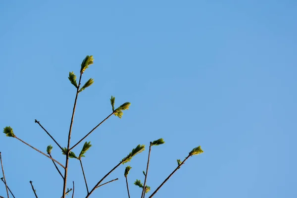 Tapas Árboles Con Cielo Azul — Foto de Stock