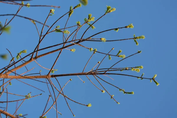 Tons Árvore Com Céu Azul — Fotografia de Stock