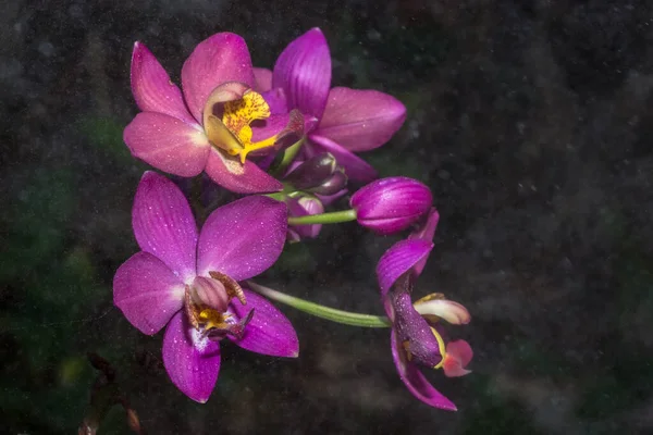 Zbliżenie Różowej Orchidei Kroplami Rosy — Zdjęcie stockowe