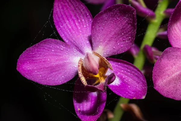 Закрыть Розовую Орхидею Капли Росы — стоковое фото