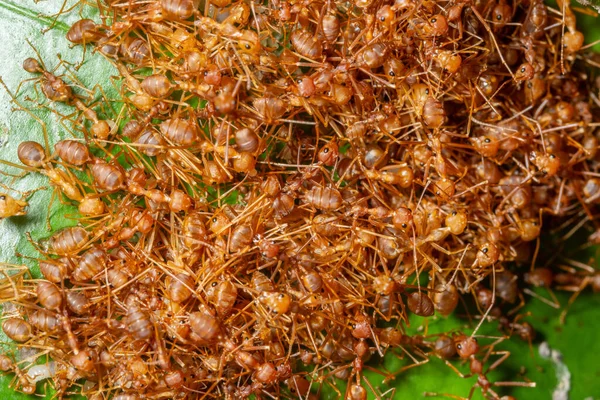 Macro ant colony in nature.
