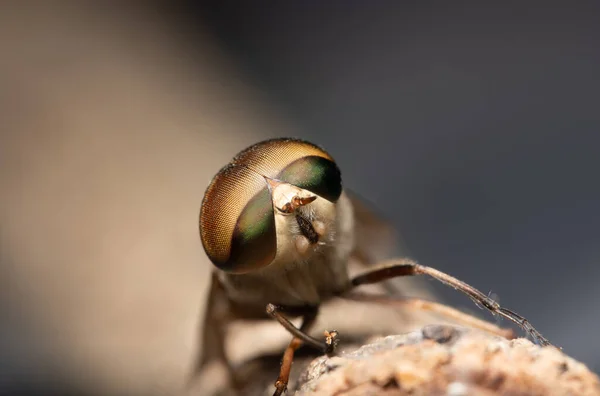 Insecto Macro Tabanus Sulcifrons —  Fotos de Stock