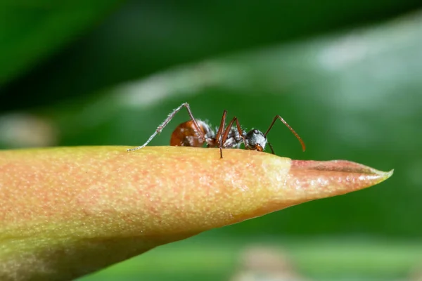 Macro Ants Plants — Stock Photo, Image